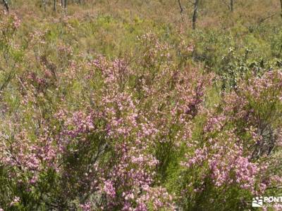 Parque Natural del Valle de Alcudia y Sierra Madrona; floracion en el valle del jerte rutas montaña 